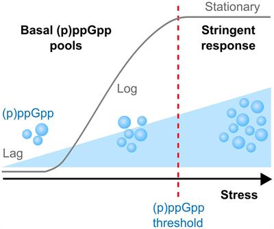 Survival of the Fittest: The Relationship of (p)ppGpp With Bacterial Virulence